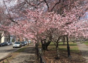 CherryTrees