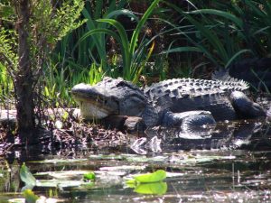 gator on log