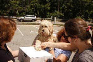 Paws In Bloom - DOG