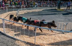 Howard County Fair -Pig Races