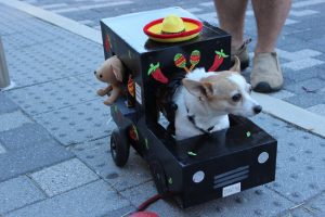 Petoberfest - dog in truck