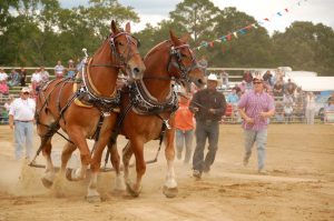 Benson_Mule_Days_ Horses3