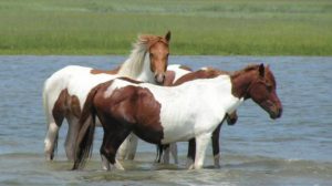 Chincoteague Pony Tea