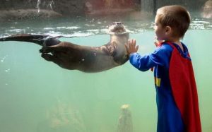 Boo at the Zoo - Otter-Superman