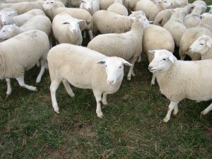 Sheep1-1jyf79s