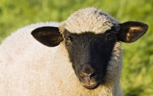 face_wool_sheep_75916_1920x1200