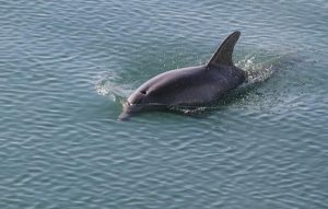 dolphin-paddle-on-salt-run-3138-6078