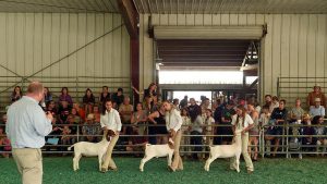 Goats IMG_0378