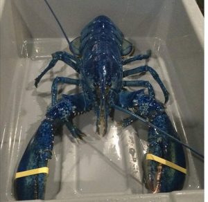 Giant Blue Lobster