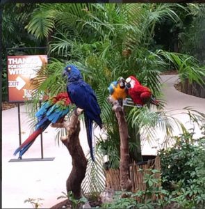 Jungle Ialand's Parrots
