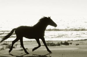 Wild Horses - Cumberland Island